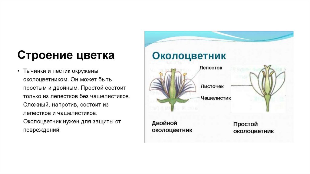 Строение цветка