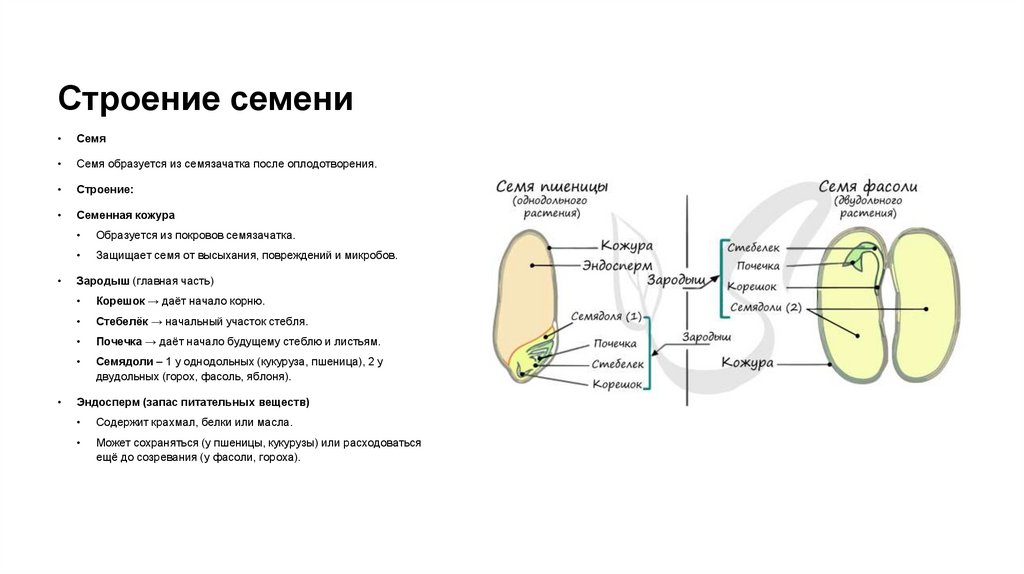 Строение семени