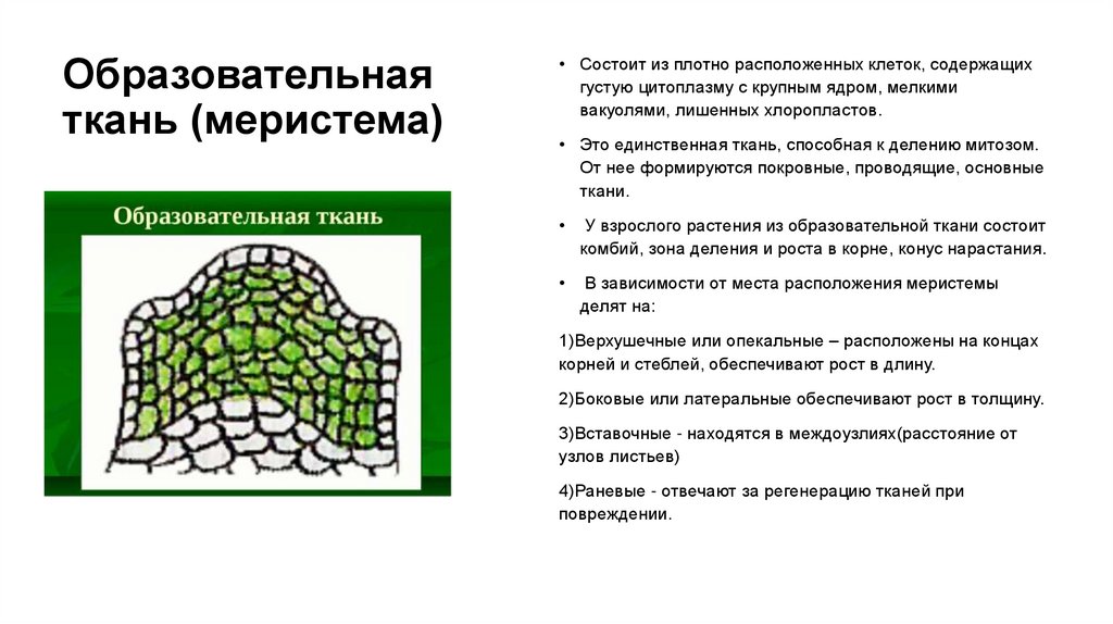 Образовательная ткань (меристема)