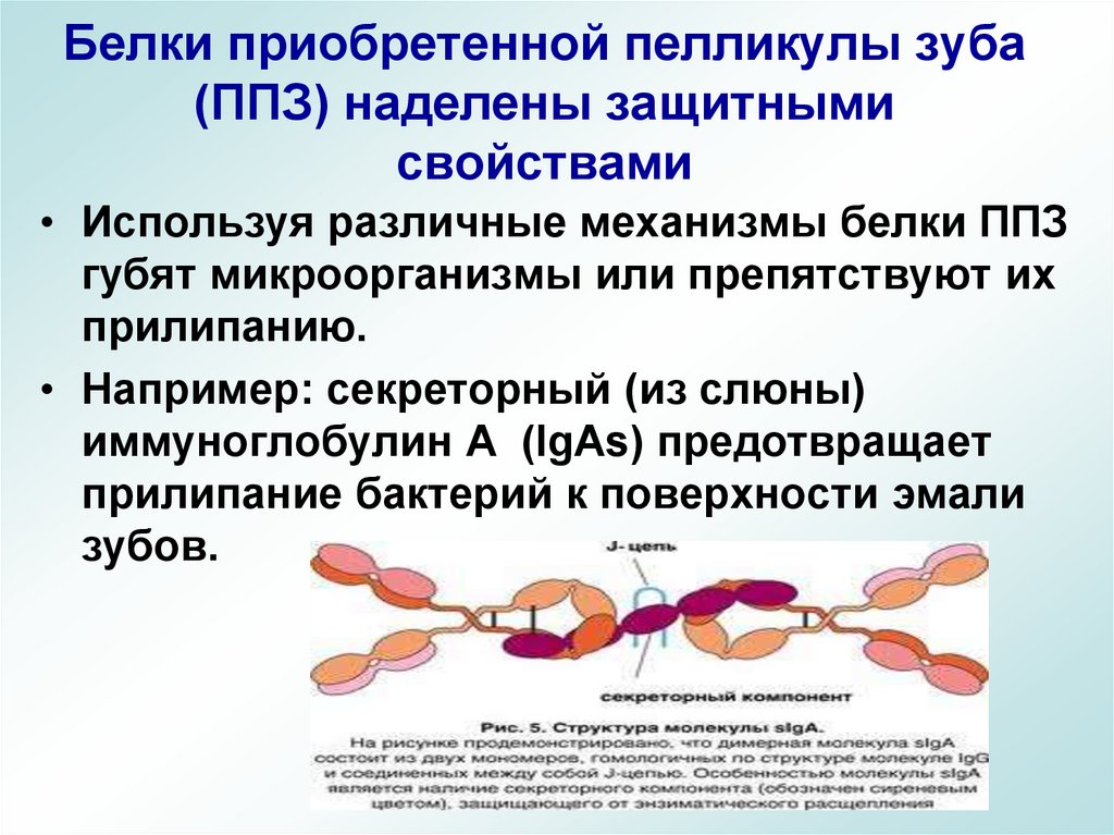 Белки приобретенной пелликулы зуба (ППЗ) наделены защитными свойствами