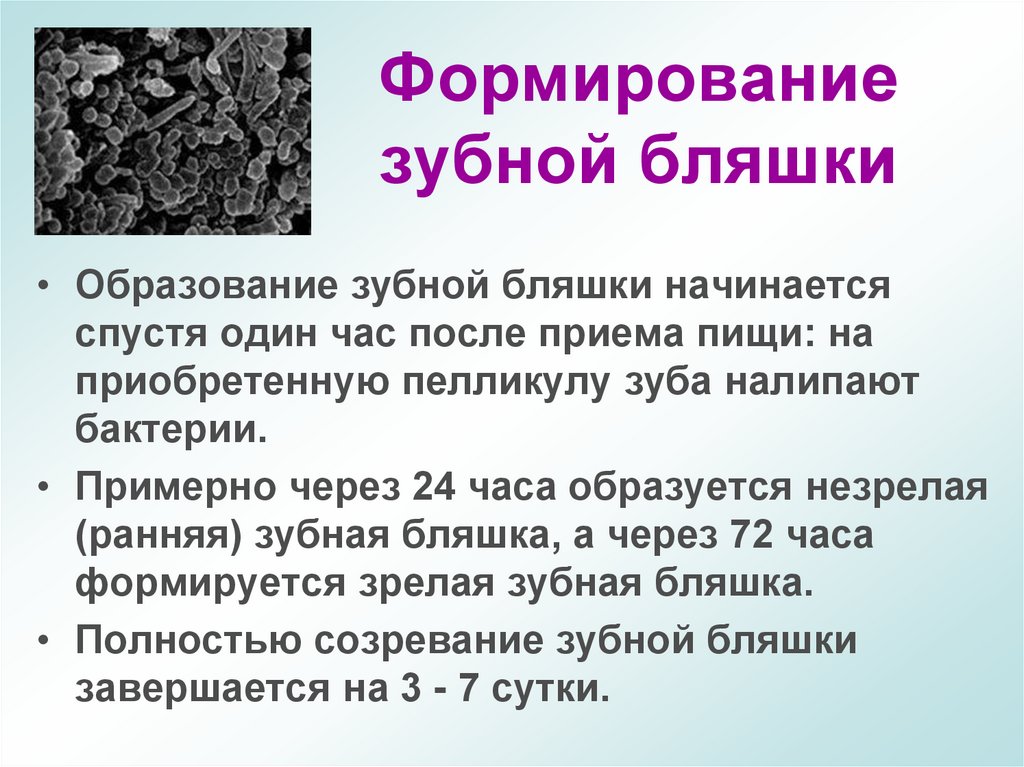 Формирование зубной бляшки