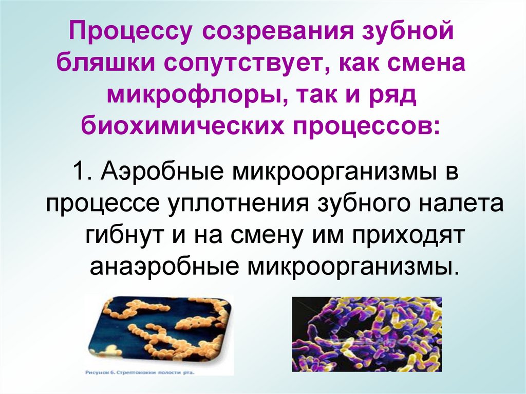Процессу созревания зубной бляшки сопутствует, как смена микрофлоры, так и ряд биохимических процессов: