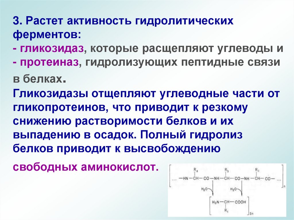 3. Растет активность гидролитических ферментов: - гликозидаз, которые расщепляют углеводы и - протеиназ, гидролизующих