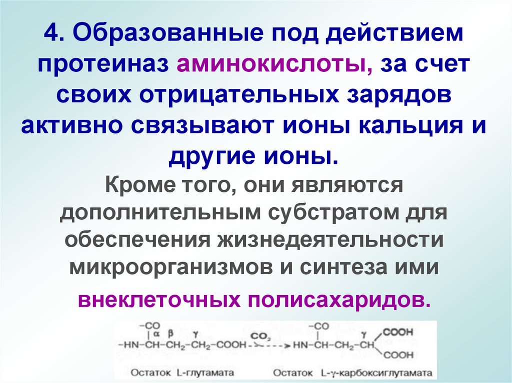 4. Образованные под действием протеиназ аминокислоты, за счет своих отрицательных зарядов активно связывают ионы кальция и