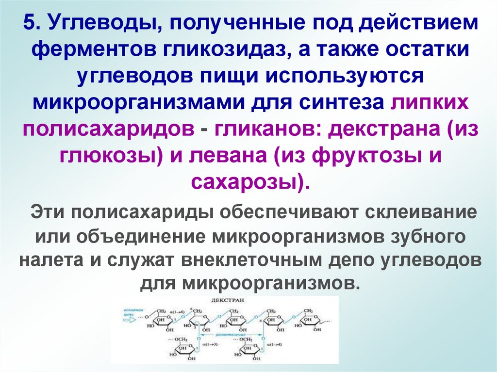 5. Углеводы, полученные под действием ферментов гликозидаз, а также остатки углеводов пищи используются микроорганизмами для