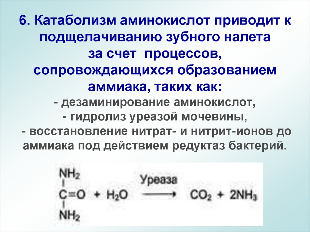 6. Катаболизм аминокислот приводит к подщелачиванию зубного налета за счет процессов, сопровождающихся образованием аммиака,