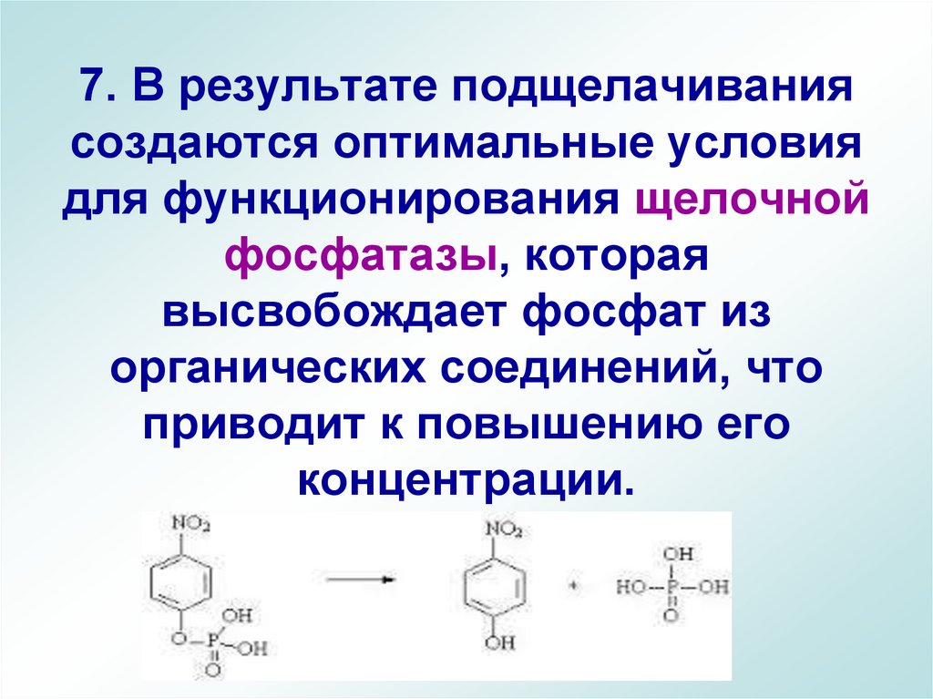 7. В результате подщелачивания создаются оптимальные условия для функционирования щелочной фосфатазы, которая высвобождает