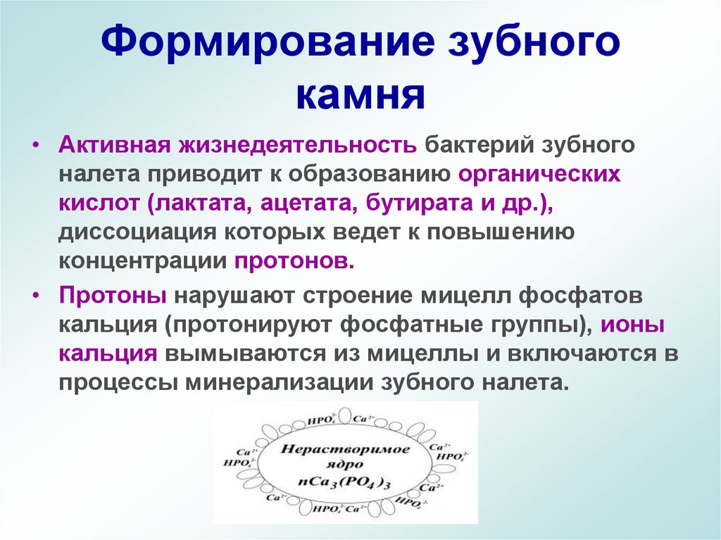 Формирование зубного камня