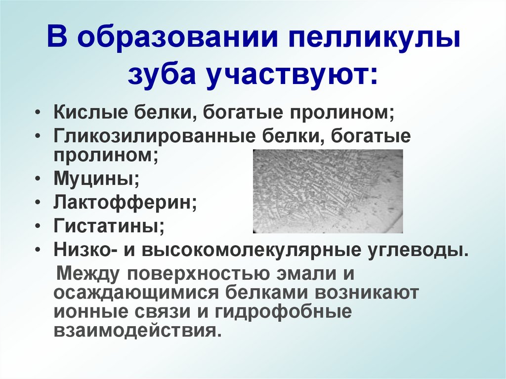 В образовании пелликулы зуба участвуют: