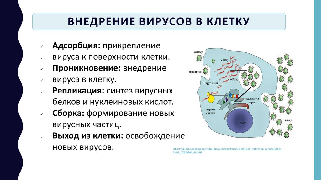Внедрение вирусов в клетку