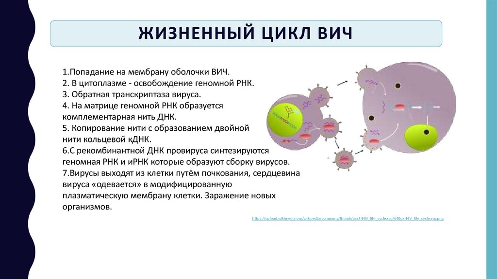 Жизненный цикл ВИЧ