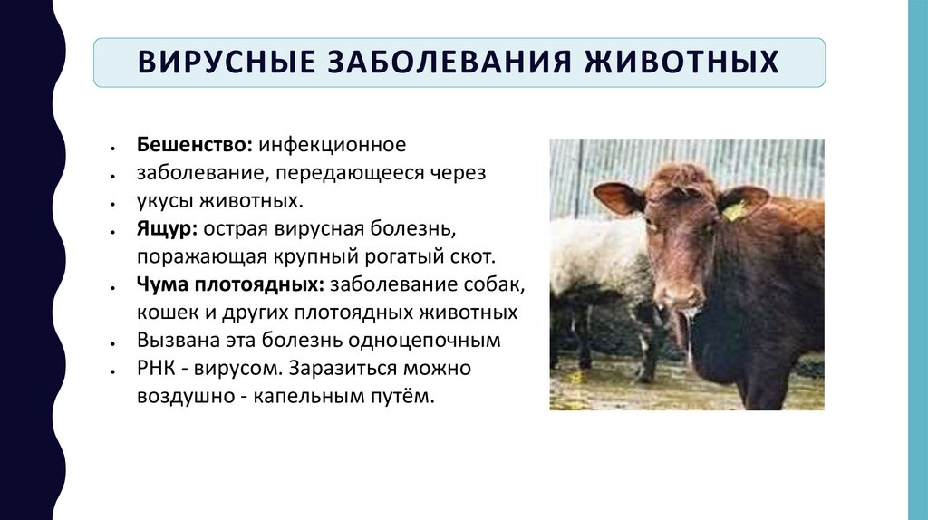 Вирусные заболевания животных