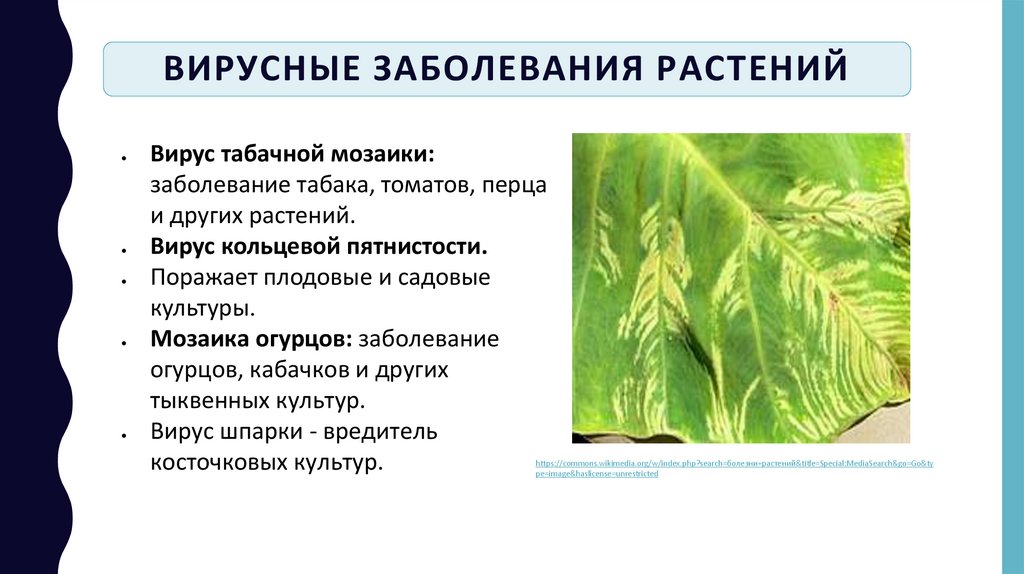 Вирусные заболевания растений