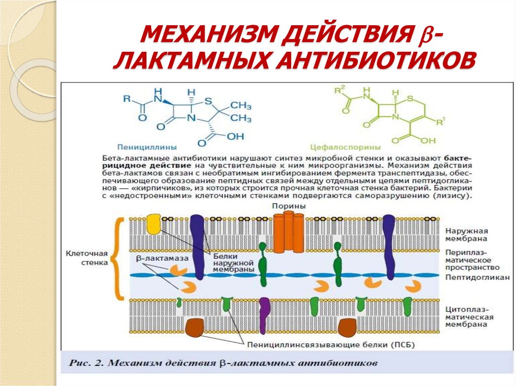 МЕХАНИЗМ ДЕЙСТВИЯ - ЛАКТАМНЫХ АНТИБИОТИКОВ