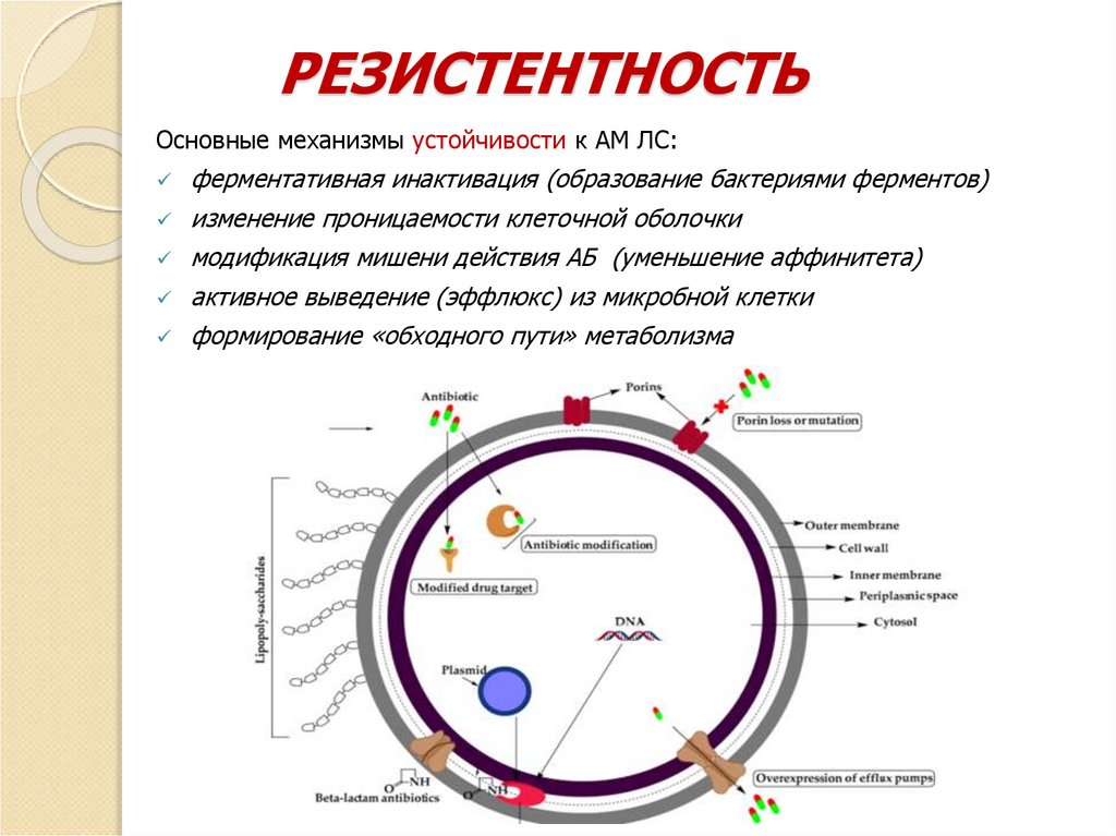 РЕЗИСТЕНТНОСТЬ
