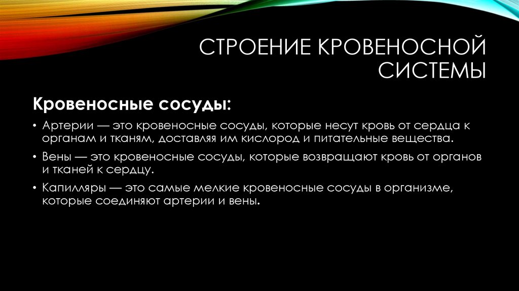 Строение кровеносной системы