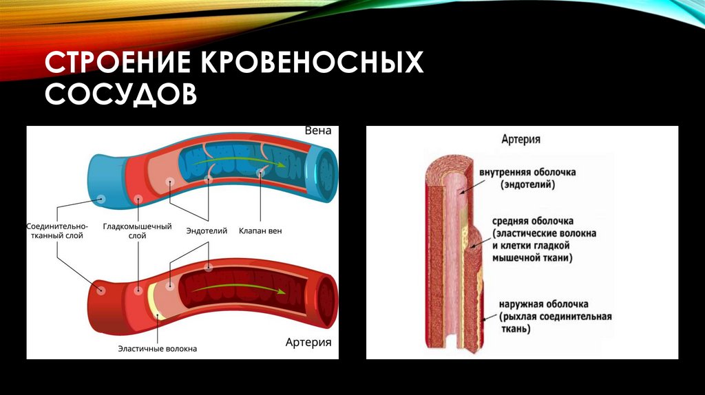 Строение кровеносных сосудов