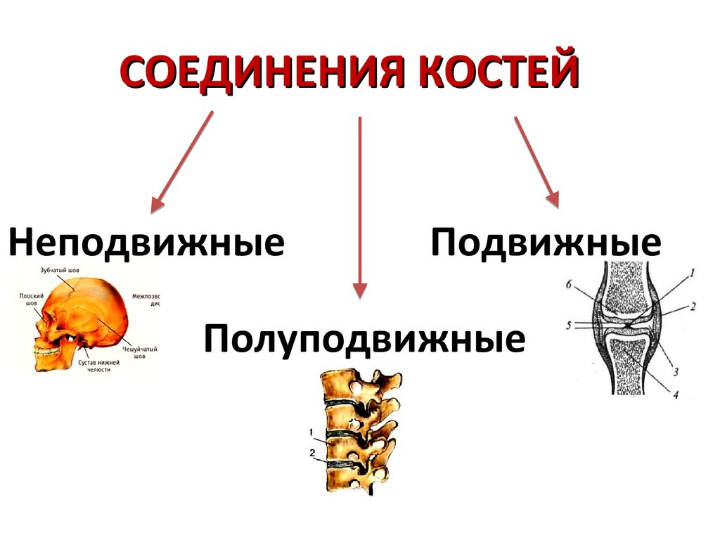 СОЕДИНЕНИЯ КОСТЕЙ