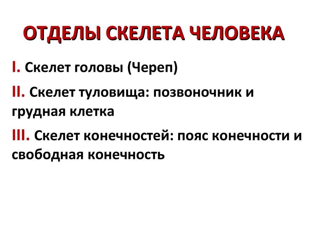 ОТДЕЛЫ СКЕЛЕТА ЧЕЛОВЕКА
