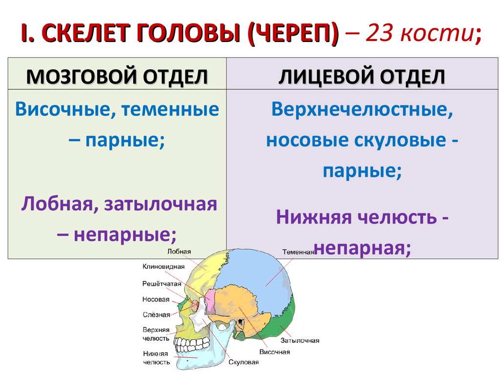 I. СКЕЛЕТ ГОЛОВЫ (ЧЕРЕП) – 23 кости;