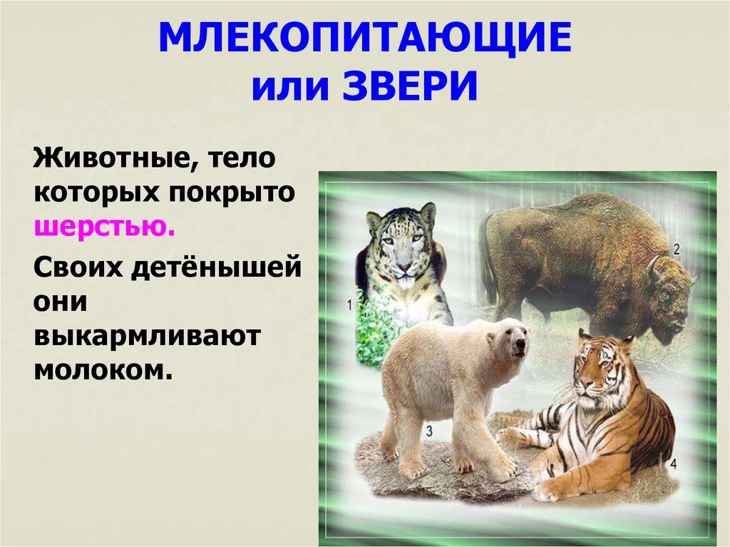 МЛЕКОПИТАЮЩИЕ или ЗВЕРИ