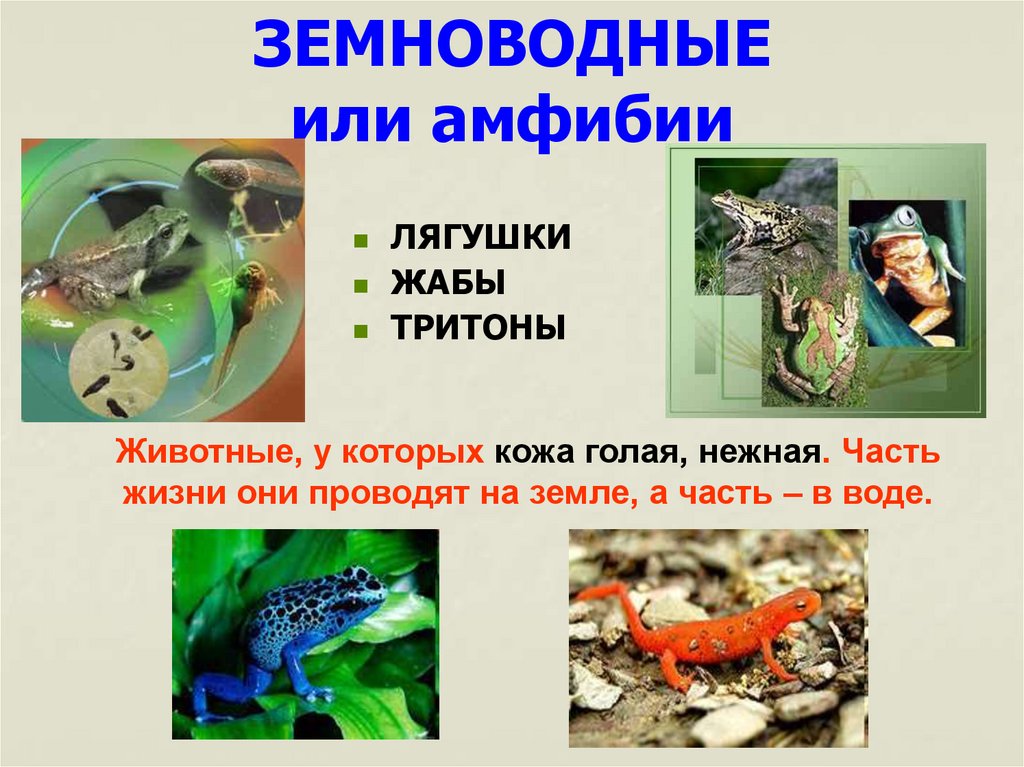 ЗЕМНОВОДНЫЕ или амфибии