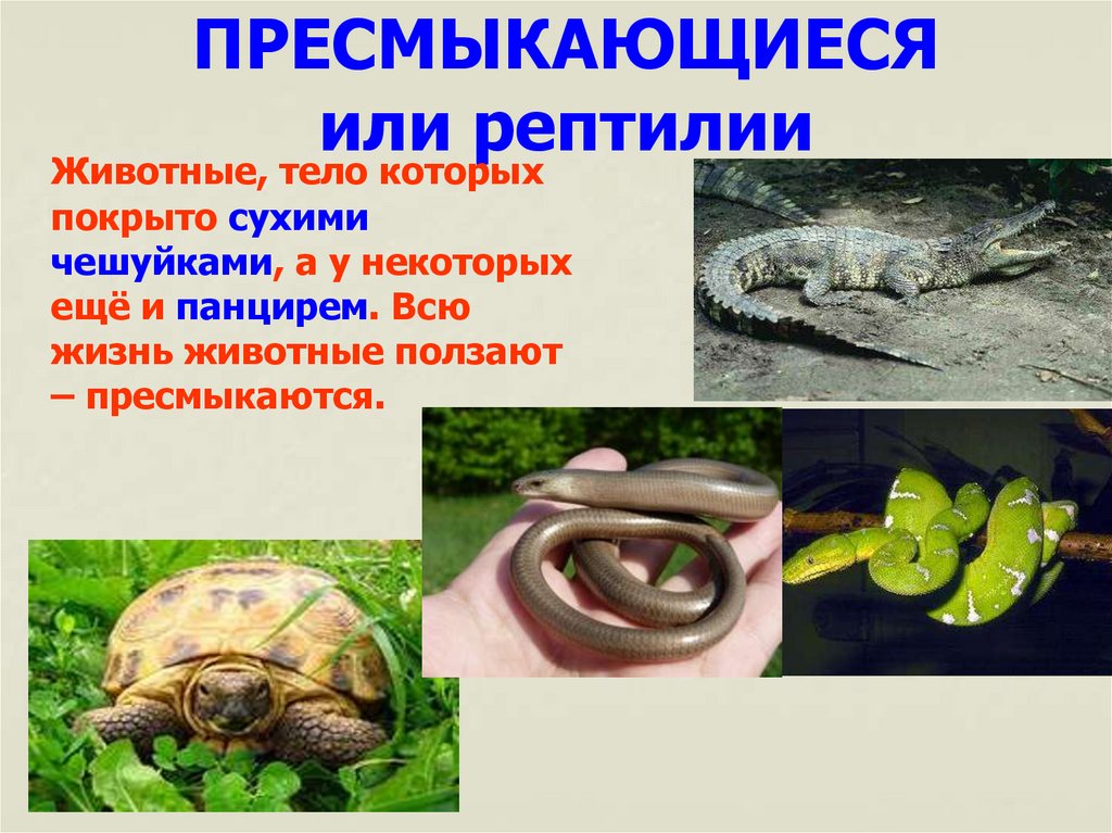 ПРЕСМЫКАЮЩИЕСЯ или рептилии