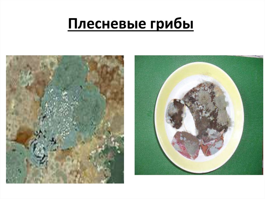 Плесневые грибы