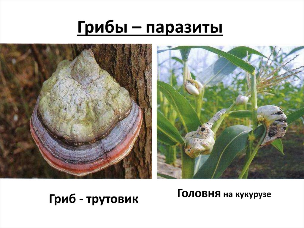 Грибы – паразиты