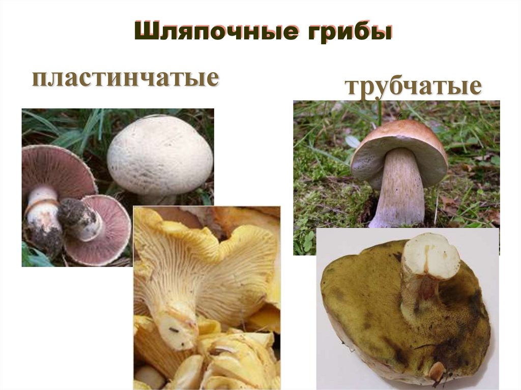 Шляпочные грибы