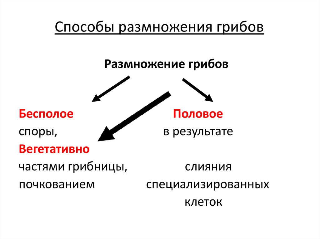Способы размножения грибов