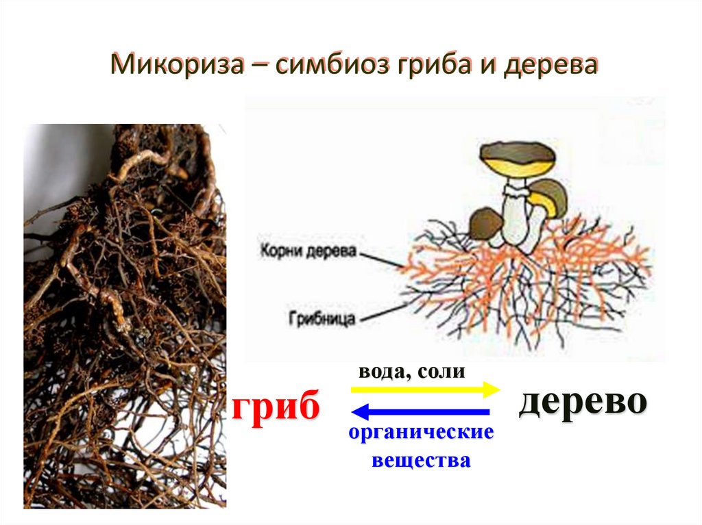 Микориза – симбиоз гриба и дерева