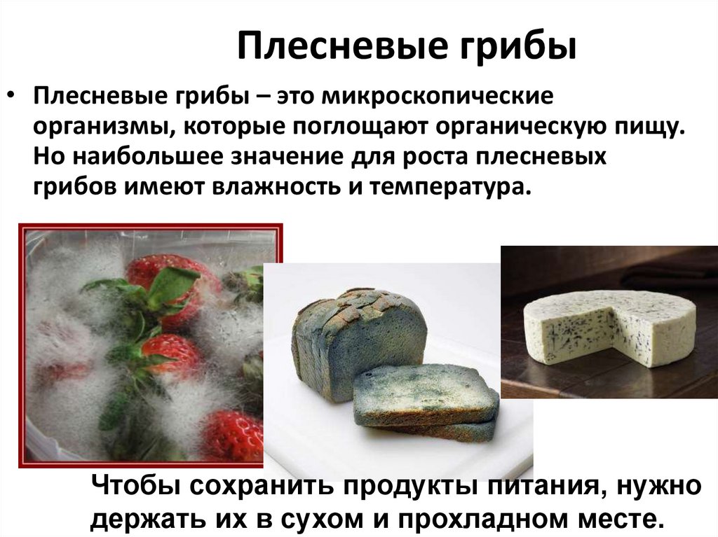 Плесневые грибы