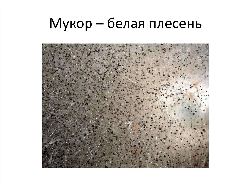 Мукор – белая плесень