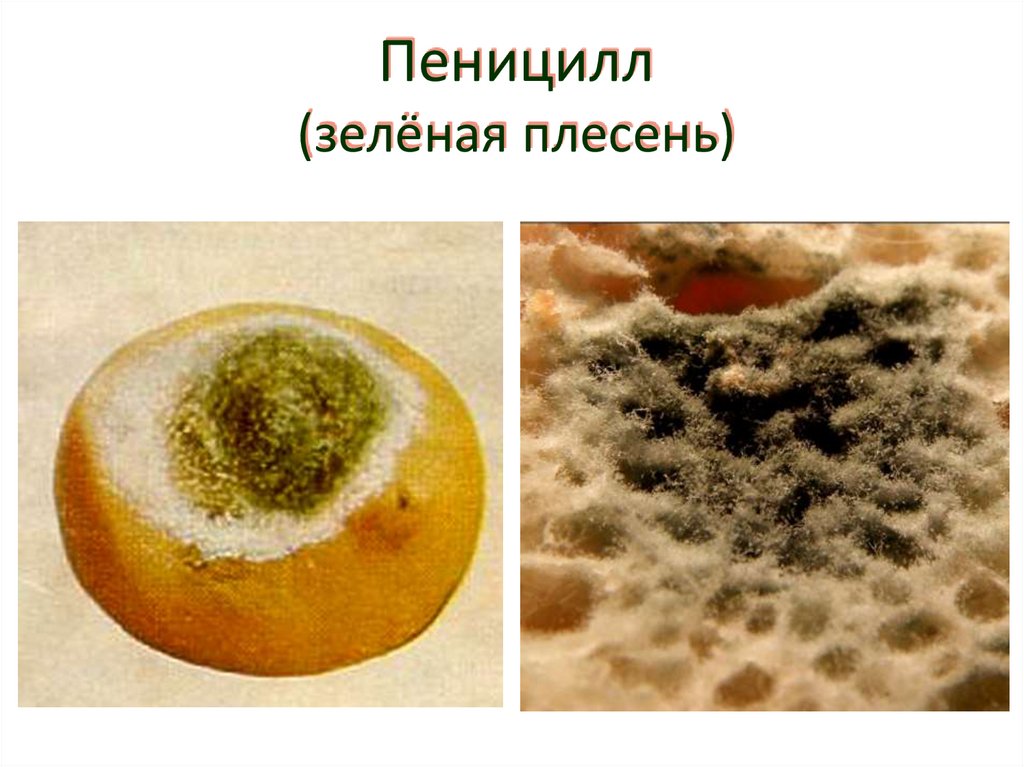 Пеницилл (зелёная плесень)
