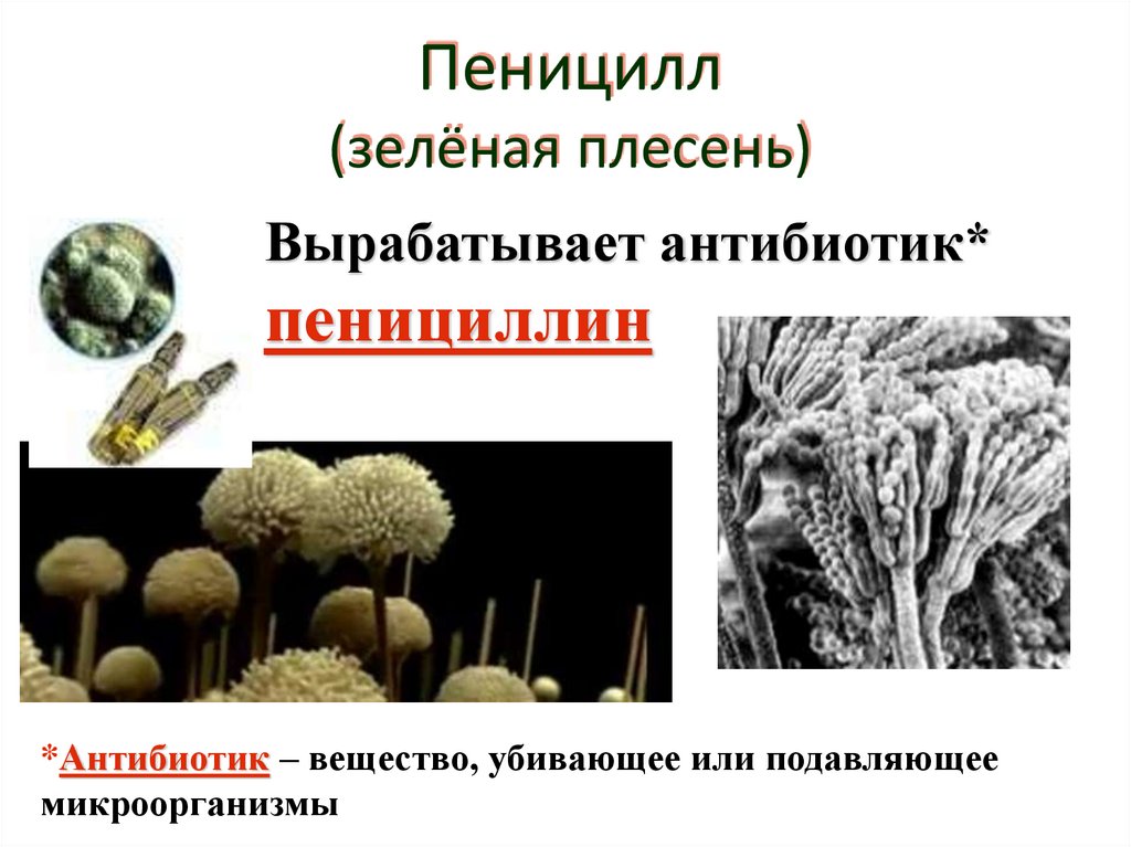 Пеницилл (зелёная плесень)