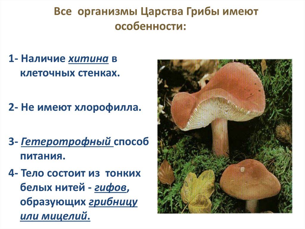 Все организмы Царства Грибы имеют особенности: