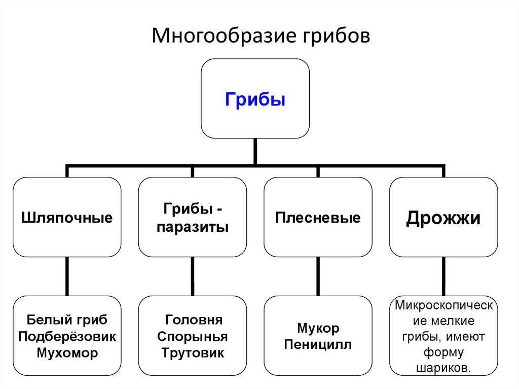 Многообразие грибов