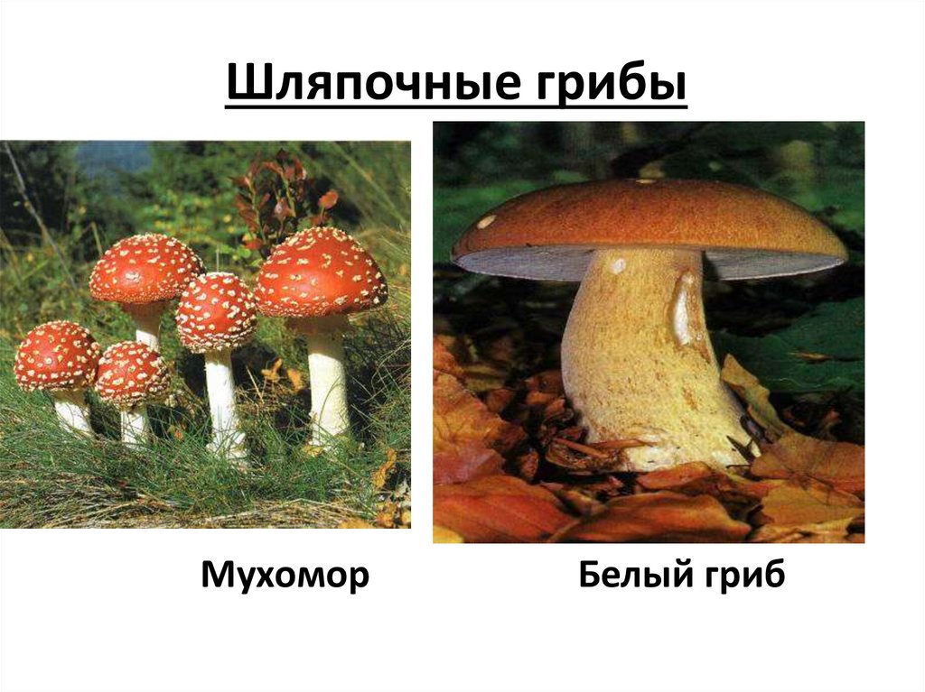 Шляпочные грибы