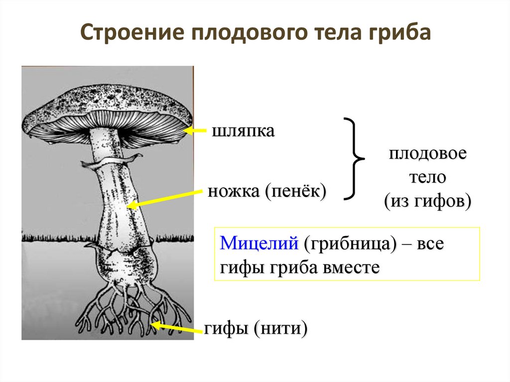 Строение плодового тела гриба