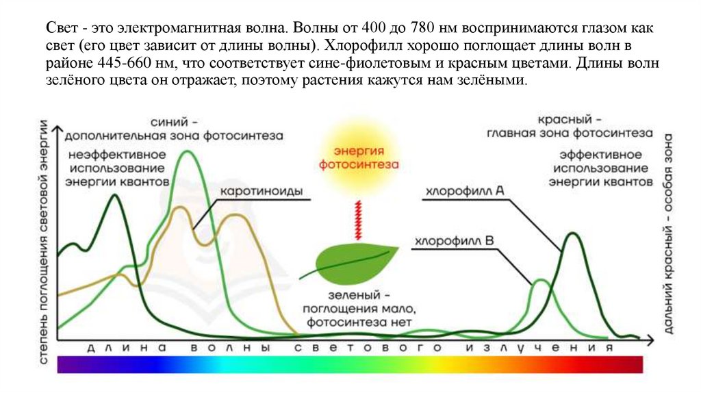 Свет - это электромагнитная волна. Волны от 400 до 780 нм воспринимаются глазом как свет (его цвет зависит от длины волны).