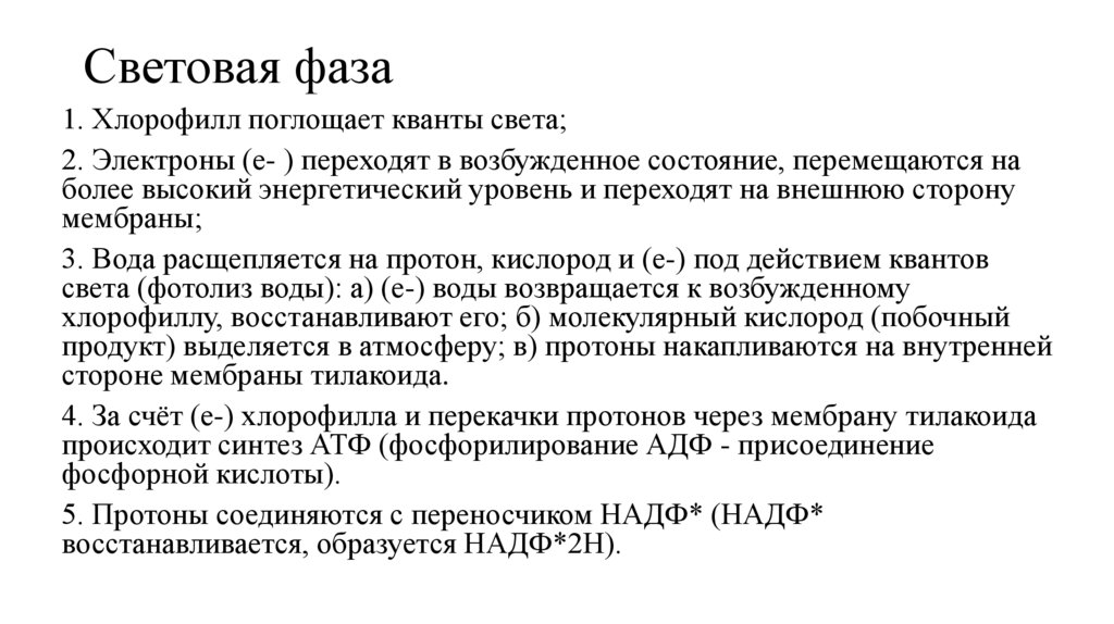 Световая фаза