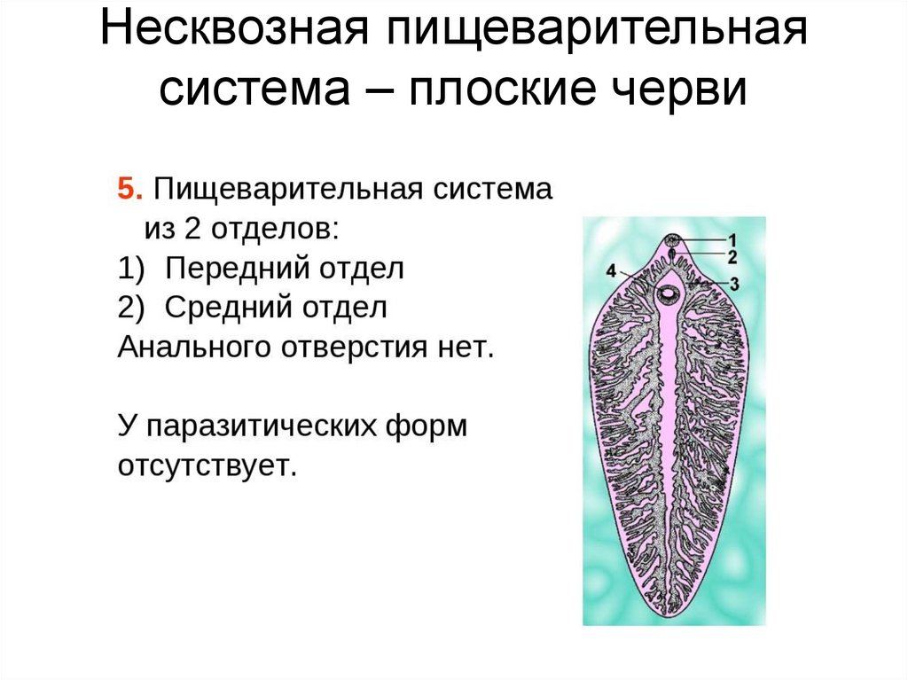 Несквозная пищеварительная система – плоские черви