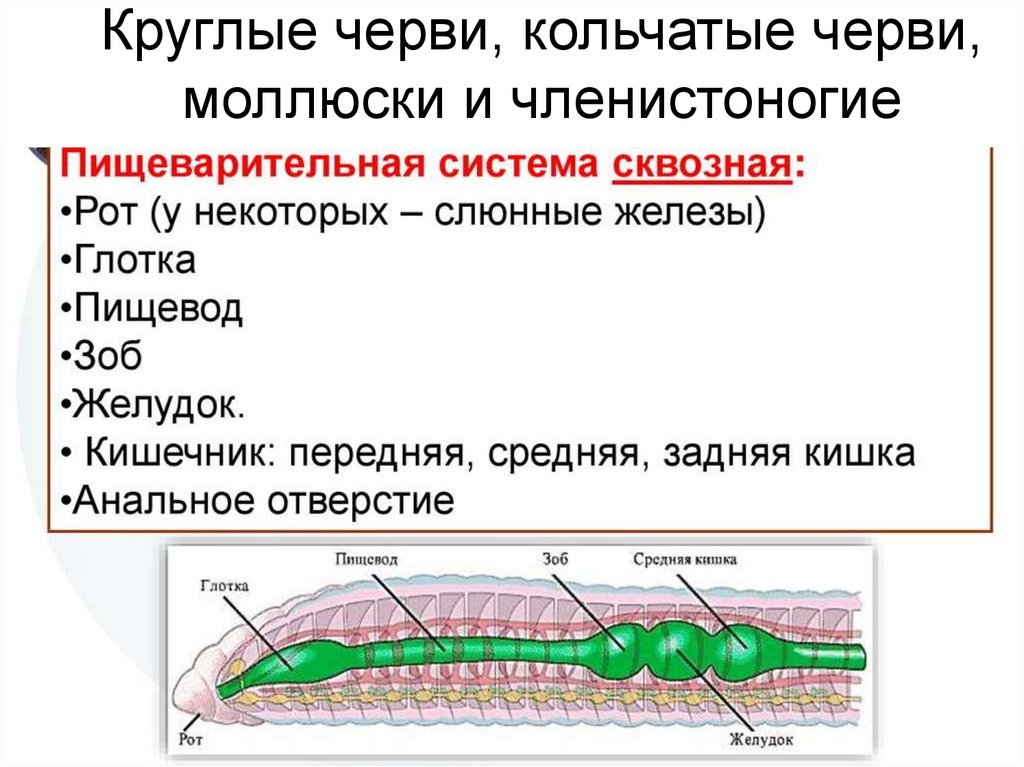 Круглые черви, кольчатые черви, моллюски и членистоногие