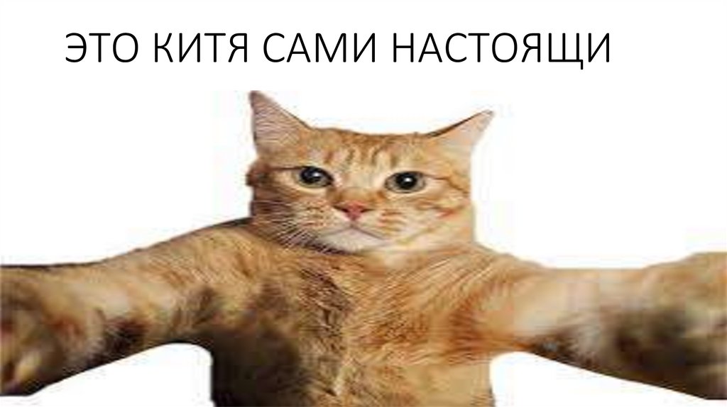 ЭТО КИТЯ САМИ НАСТОЯЩИ