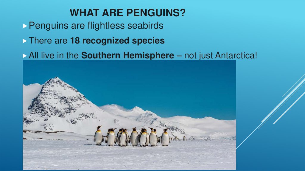 What Are Penguins?