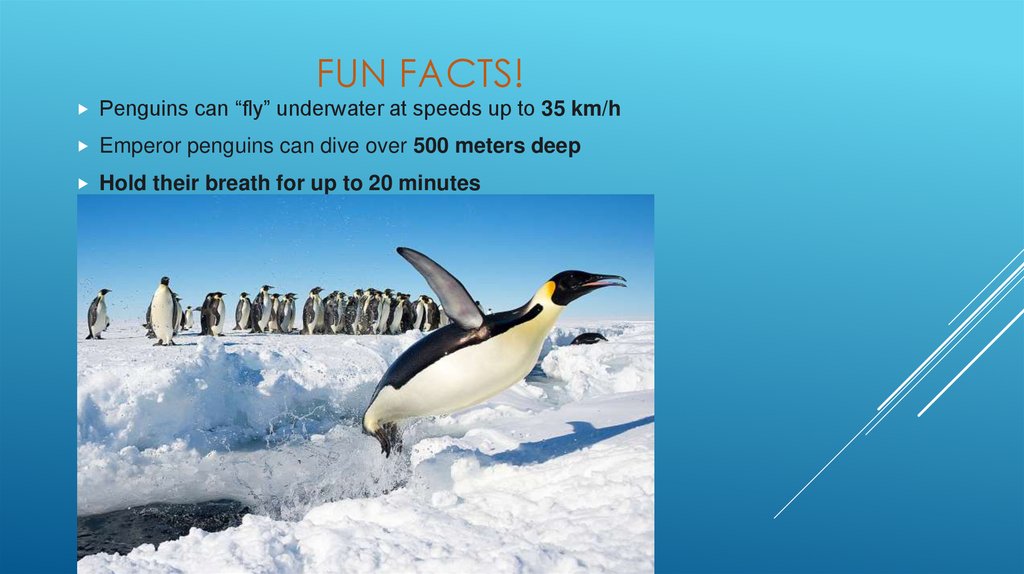 Fun Facts!