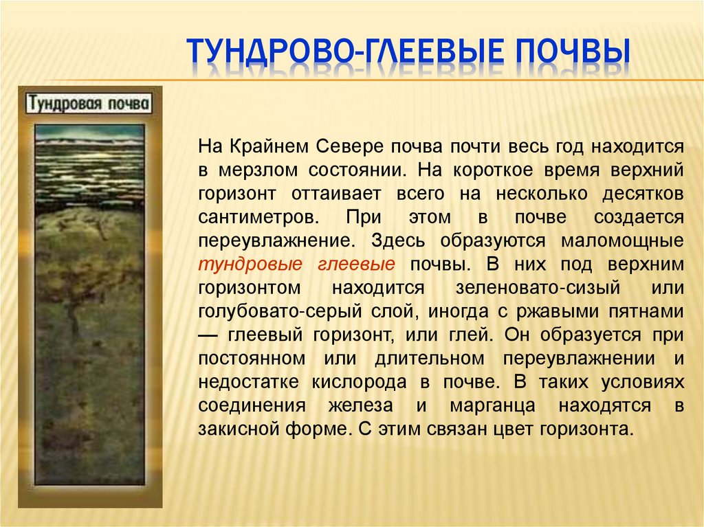 Тундрово-глеевые почвы