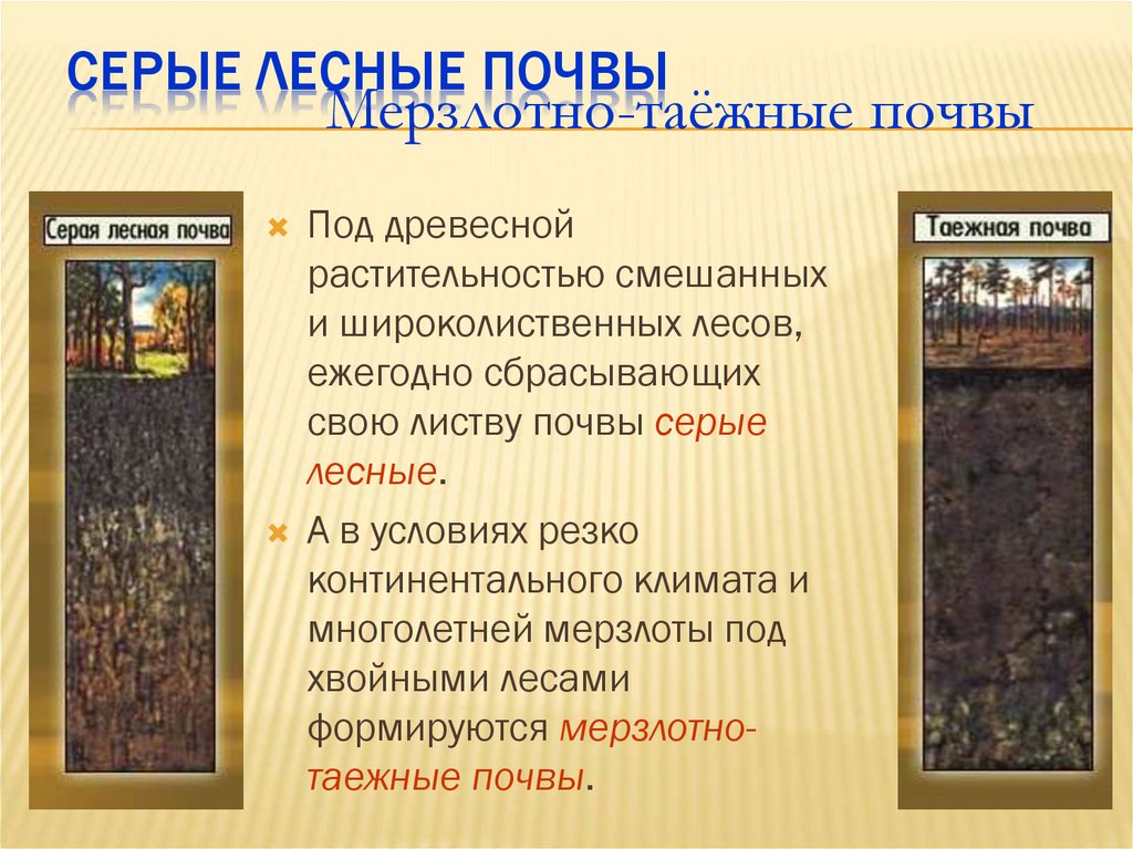 Серые лесные почвы