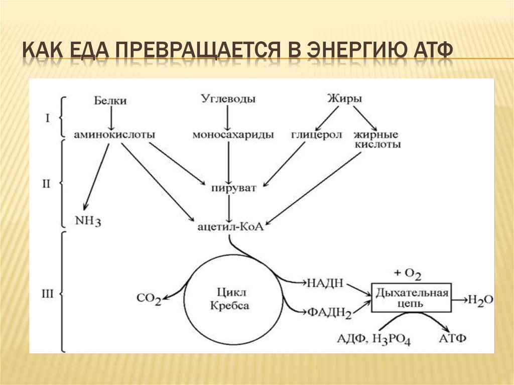 Как еда превращается в энергию АТФ